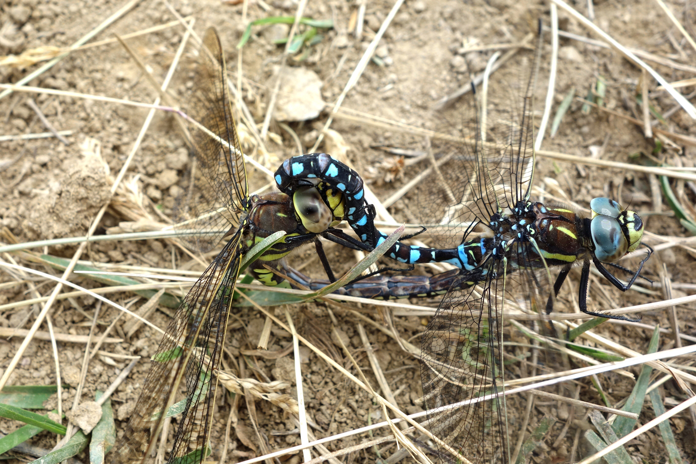  Dragonfly  